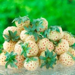 Collection de 4 fraisiers originaux - Parfait pour desserts originaux