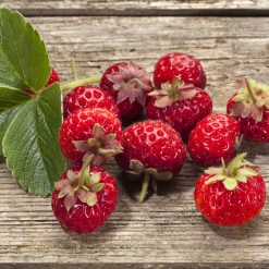Collection de 4 fraisiers originaux - Parfait pour desserts originaux