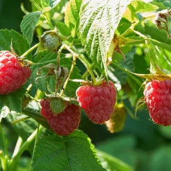 Collection de Framboisiers : Marastar,Fallgold, Sumo - Framboises en Trio Gourmand