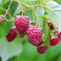 Collection de Framboisiers : Marastar,Fallgold, Sumo - Framboises en Trio Gourmand