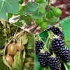 Collection de 3 fruitiers d'été : Figuier, Mûrier, Kiwi - Un trio gourmand pour votre jardin