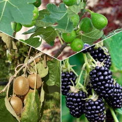 Collection de 3 fruitiers d'été : Figuier, Mûrier, Kiwi - Un trio gourmand pour votre jardin