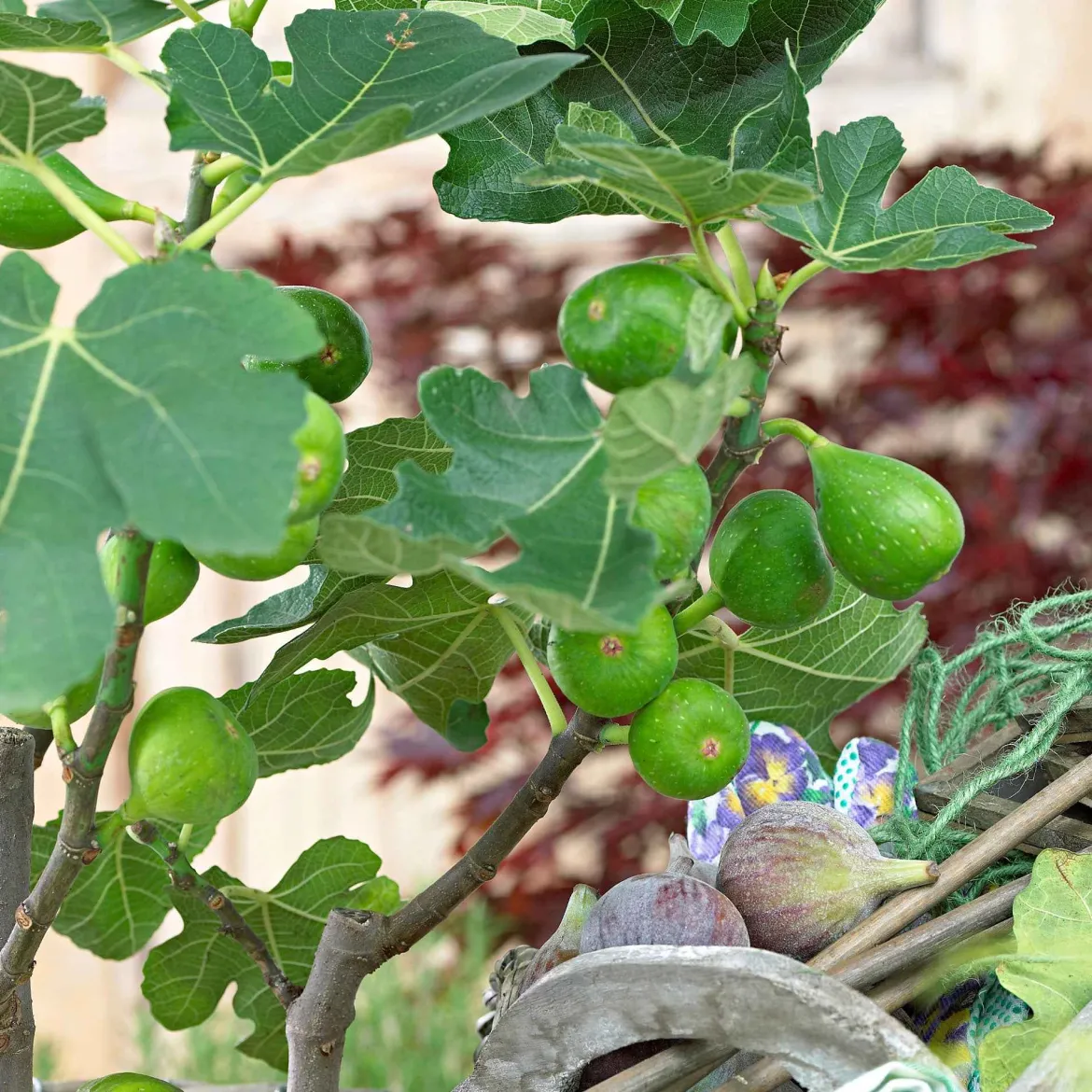 Collection de 3 fruitiers d'été : Figuier, Mûrier, Kiwi - Un trio gourmand pour votre jardin
