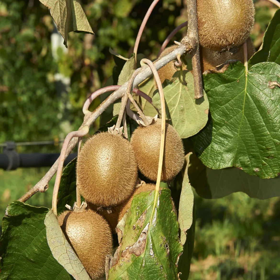 Collection de 3 fruitiers d'été : Figuier, Mûrier, Kiwi - Un trio gourmand pour votre jardin
