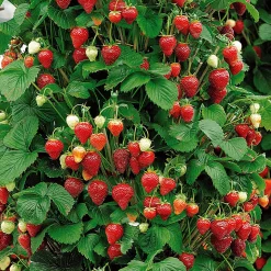 Collection de 9 Fruitiers à fruits rouges - Idéal pour jardins gourmands