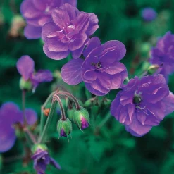 Collection de 6 Géraniums vivaces à fleurs doubles - Massifs colorés et résistants