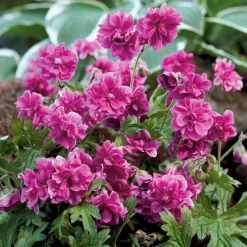 Collection de 6 Géraniums vivaces à fleurs doubles - Massifs colorés et résistants