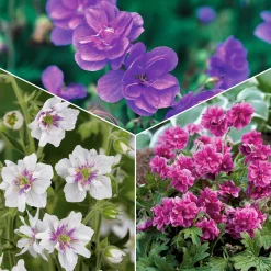 Collection de 6 Géraniums vivaces à fleurs doubles - Massifs colorés et résistants