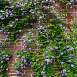 Collection de 3 grimpantes : jasmin, glycine, hortensia grimpant - Idéal pour treillages et pergolas