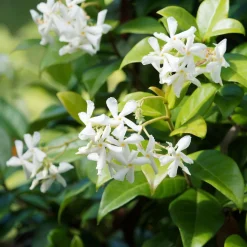 Collection de 3 grimpantes : jasmin, glycine, hortensia grimpant - Idéal pour treillages et pergolas