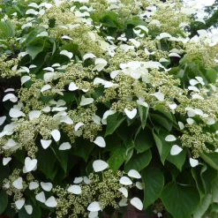 Collection de 3 grimpantes : jasmin, glycine, hortensia grimpant - Idéal pour treillages et pergolas