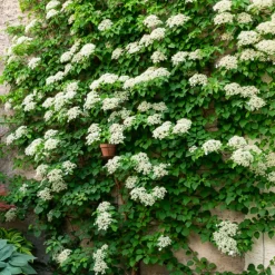 Collection de 3 grimpantes : jasmin, glycine, hortensia grimpant - Idéal pour treillages et pergolas