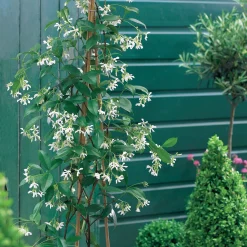 Collection de 3 grimpantes : jasmin, glycine, hortensia grimpant - Idéal pour treillages et pergolas