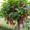 Collection de 2 groseillier et cassis sur tige - Parfaites pour confitures et desserts