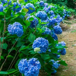 Collection de 3 Hortensias : rouge, bleu, rose - Un classique pour vos massifs verdoyants