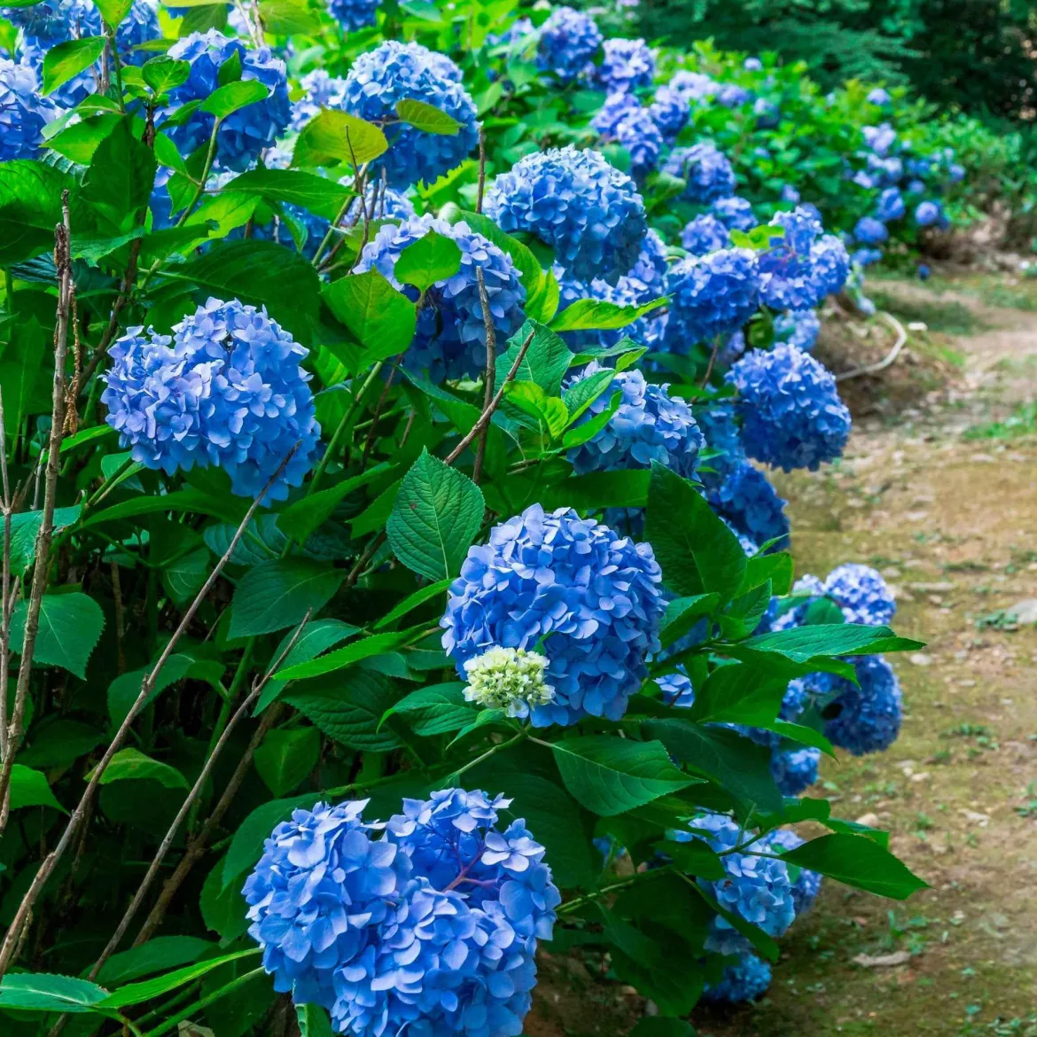 Collection de 3 Hortensias : rouge, bleu, rose - Un classique pour vos massifs verdoyants