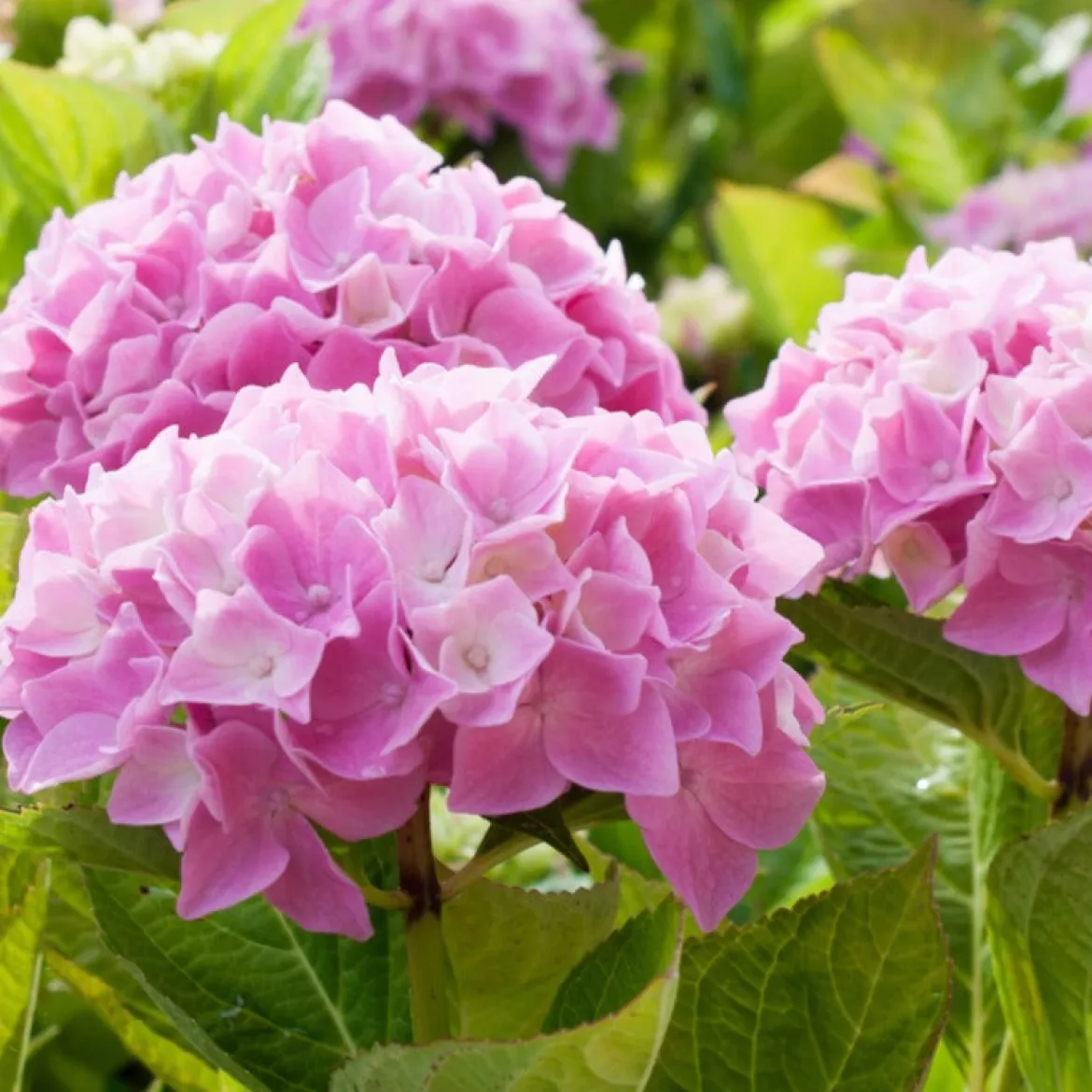 Collection de 3 Hortensias : rouge, bleu, rose - Un classique pour vos massifs verdoyants