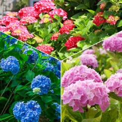 Collection de 3 Hortensias : rouge, bleu, rose - Un classique pour vos massifs verdoyants