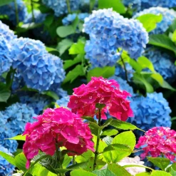 Collection de 4 Hortensias rouges et bleus - Couleurs fascinantes, jardin rayonnant