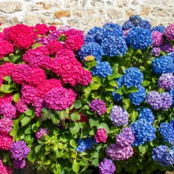 Collection de 4 Hortensias rouges et bleus - Couleurs fascinantes, jardin rayonnant
