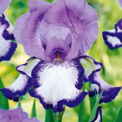 Collection de 6 Iris de jardin : Lasso, Bordure, Sangreal - Créez un effet spectaculaire au jardin
