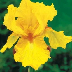 Collection de 6 Iris de jardin : Lasso, Bordure, Sangreal - Créez un effet spectaculaire au jardin