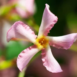 Collection de 2 Jasmin étoilé rose et blanc - Un mur parfumé en un été
