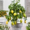 Collection de 2 Kumquat et Citronnier - Parfait pour pot ou jardin ensoleillé