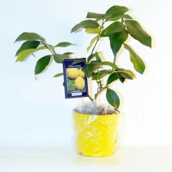 Collection de 2 Kumquat et Citronnier - Parfait pour pot ou jardin ensoleillé