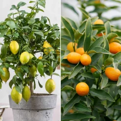 Collection de 2 Kumquat et Citronnier - Parfait pour pot ou jardin ensoleillé
