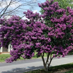 Collection de 3 Lilas des Indes : rouge, violet, blanc - Idéale pour créer des haies fleuries