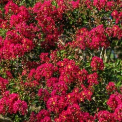 Collection de 3 Lilas des Indes : rouge, violet, blanc - Idéale pour créer des haies fleuries