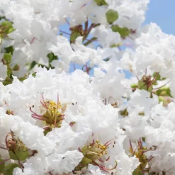 Collection de 3 Lilas des Indes : rouge, violet, blanc - Idéale pour créer des haies fleuries