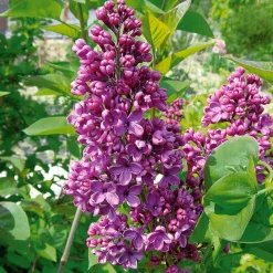 Collection de 4 Lilas doubles : bleu, rouge, lilas, blanc - Floraison printanière spectaculaire
