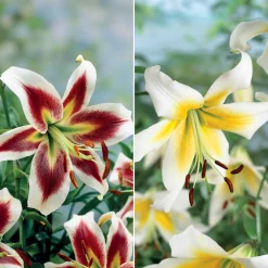 Collection de 6 Lis (Beverly Dreams, Mister Pistache) - 6 lis, 2 ambiances au jardin