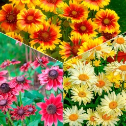 Collection de 6 Marguerites colorées - Idéale pour des massifs ensoleillés