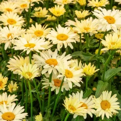 Collection de 6 Marguerites colorées - Idéale pour des massifs ensoleillés
