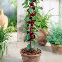 Collection de 4 mini-fruitiers d'été - Le verger des petits espaces