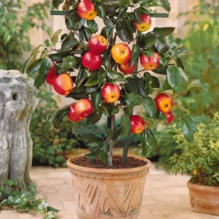 Collection de 4 mini-fruitiers d'été - Le verger des petits espaces