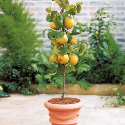 Collection de 4 mini-fruitiers d'été - Le verger des petits espaces