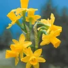 Collection de 30 mini Narcisses : Jet fire, Rip van Winkle, Tête à tête - Le printemps en version mini