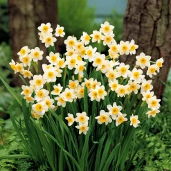Collection de 30 mini Narcisses : Jet fire, Rip van Winkle, Tête à tête - Le printemps en version mini