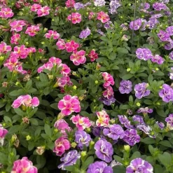 Collection de 6 Mini-pétunia Double Loopy - Cascade de fleurs doubles