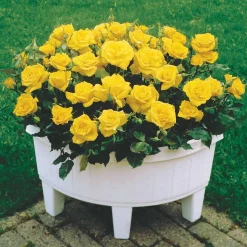 Collection de 3 mini-rosiers Randilla : rouge, jaune , rose - Trois couleurs, zéro effort
