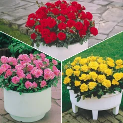 Collection de 3 mini-rosiers Randilla : rouge, jaune , rose - Trois couleurs, zéro effort