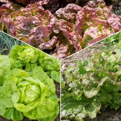 Collection de 6 mois de salades - Une salade fraîche chaque mois