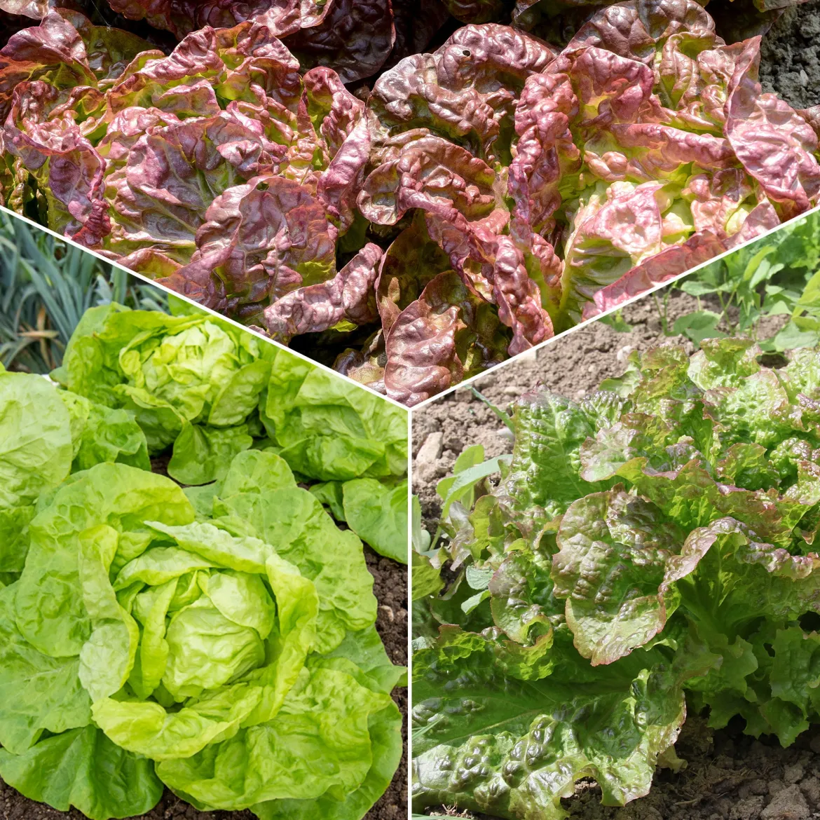 Collection de 6 mois de salades - Une salade fraîche chaque mois