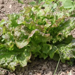 Collection de 6 mois de salades - Une salade fraîche chaque mois