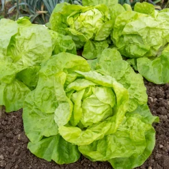 Collection de 6 mois de salades - Une salade fraîche chaque mois