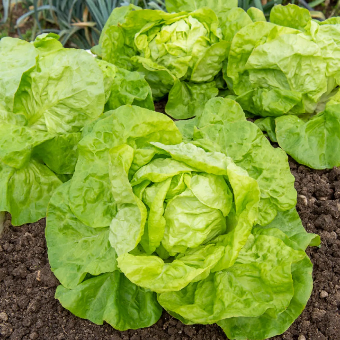 Collection de 6 mois de salades - Une salade fraîche chaque mois